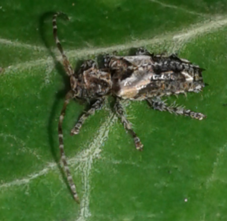 Cerambycidae: Pogonocherus hispidus? S